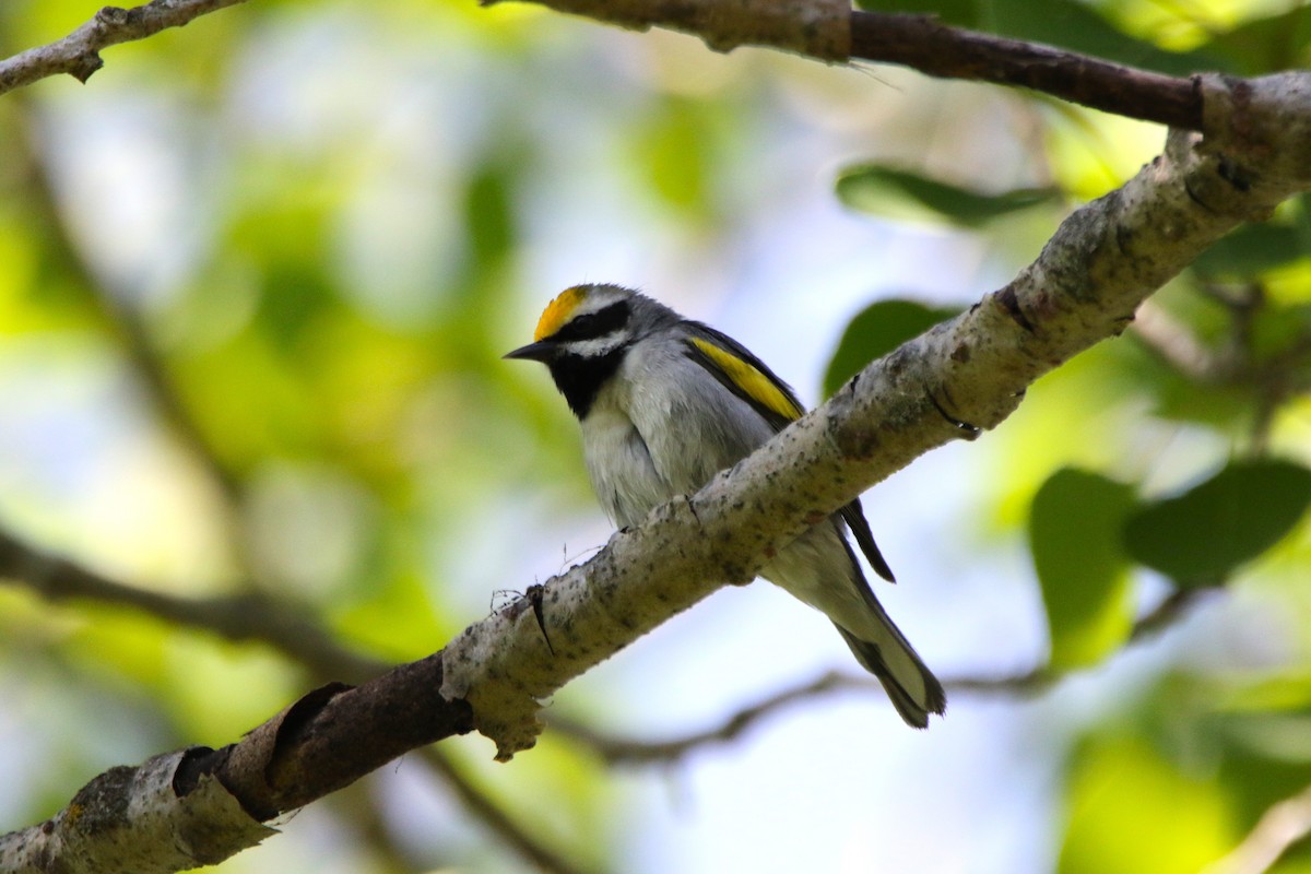 Golden-winged Warbler - ML619543468