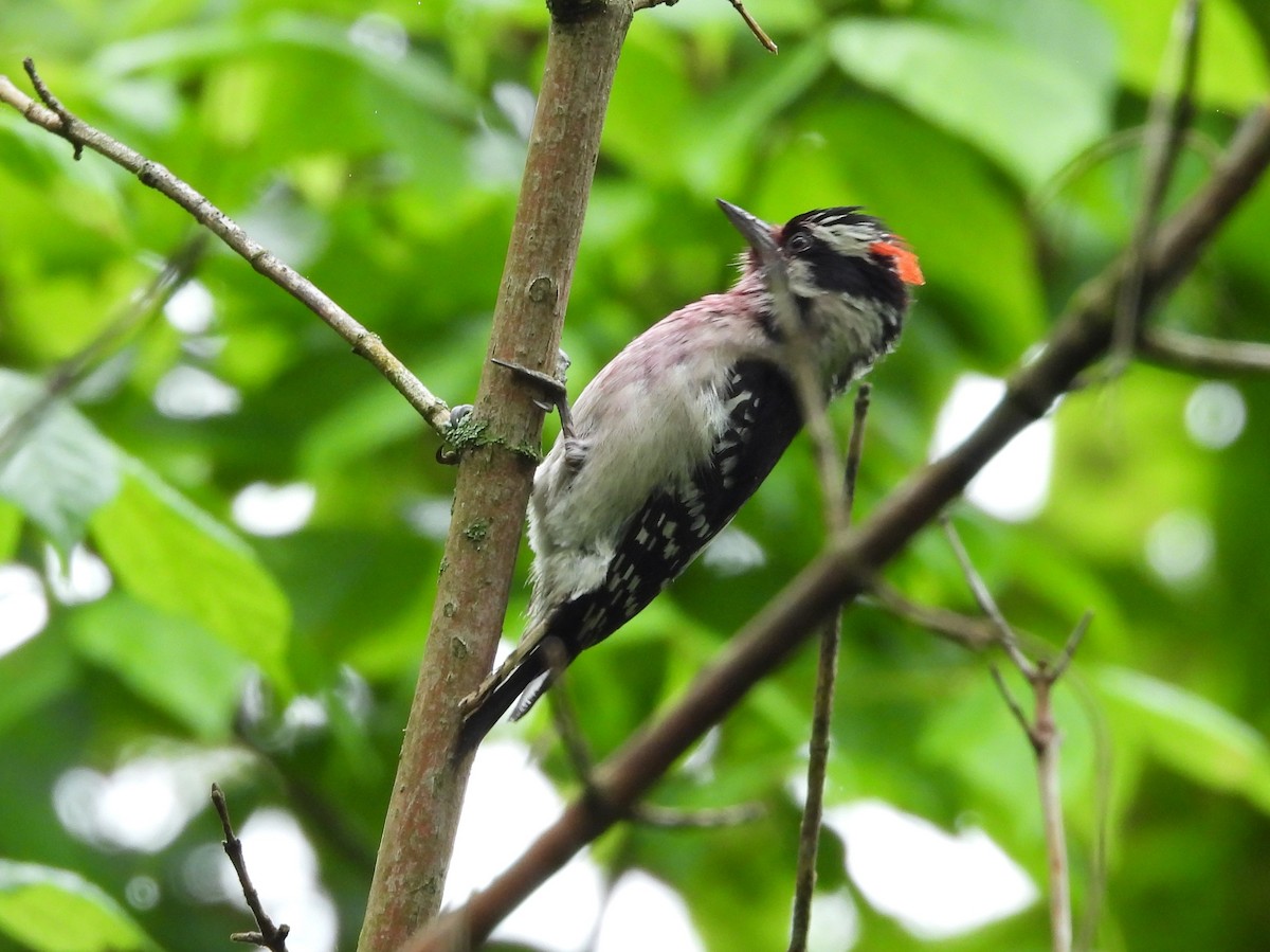 Downy Woodpecker - Fannie Courtier