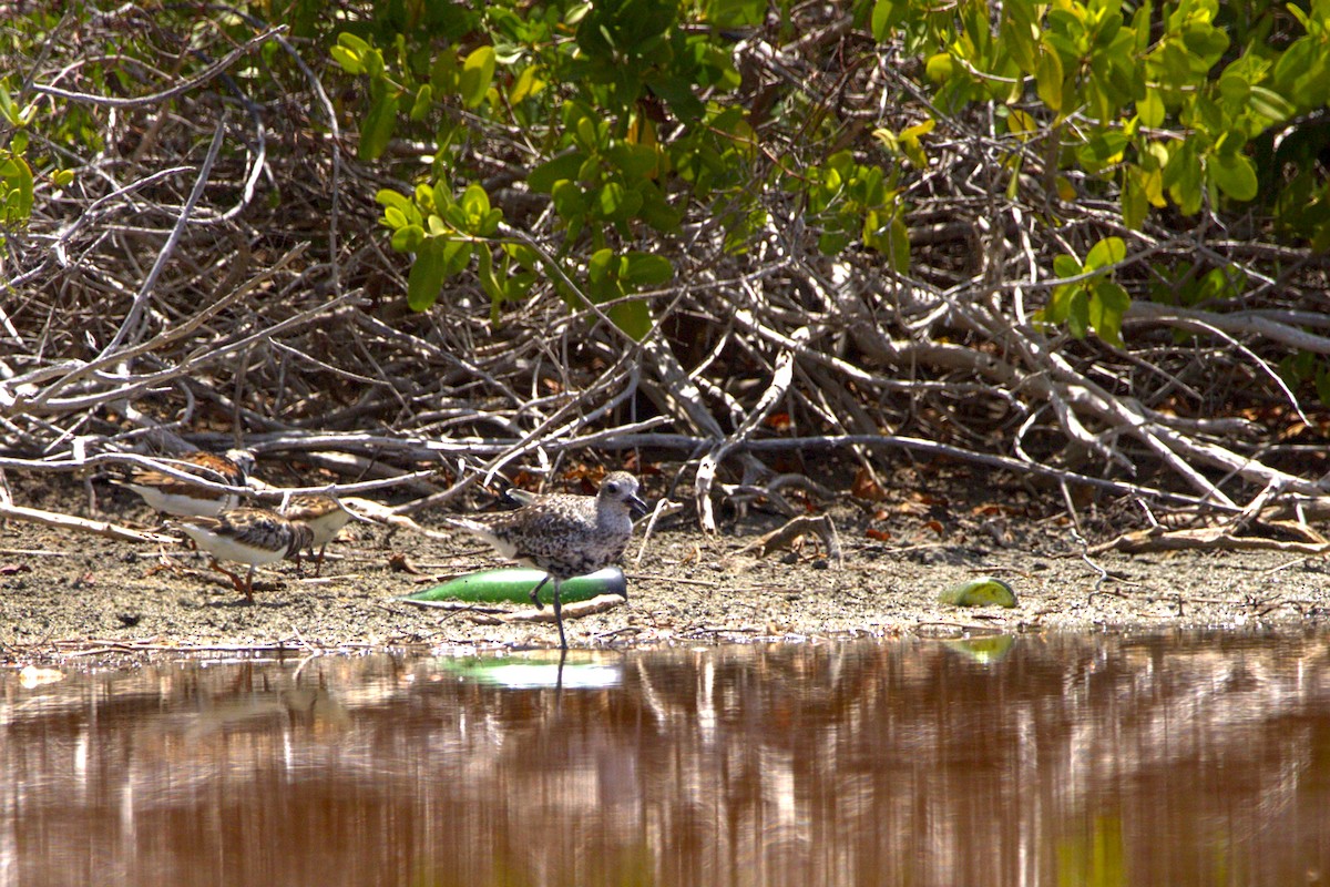 Black-bellied Plover - ML619543480