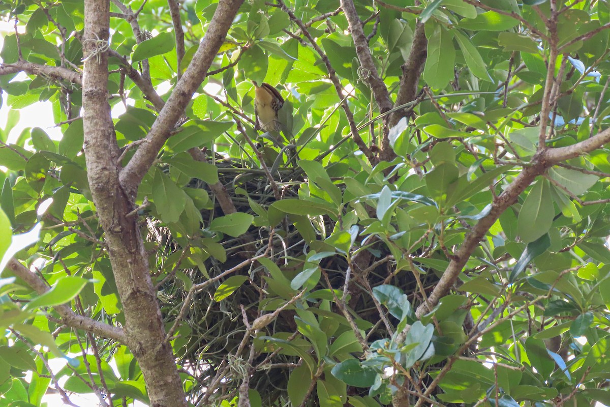 Scaly-breasted Munia - Tira Overstreet