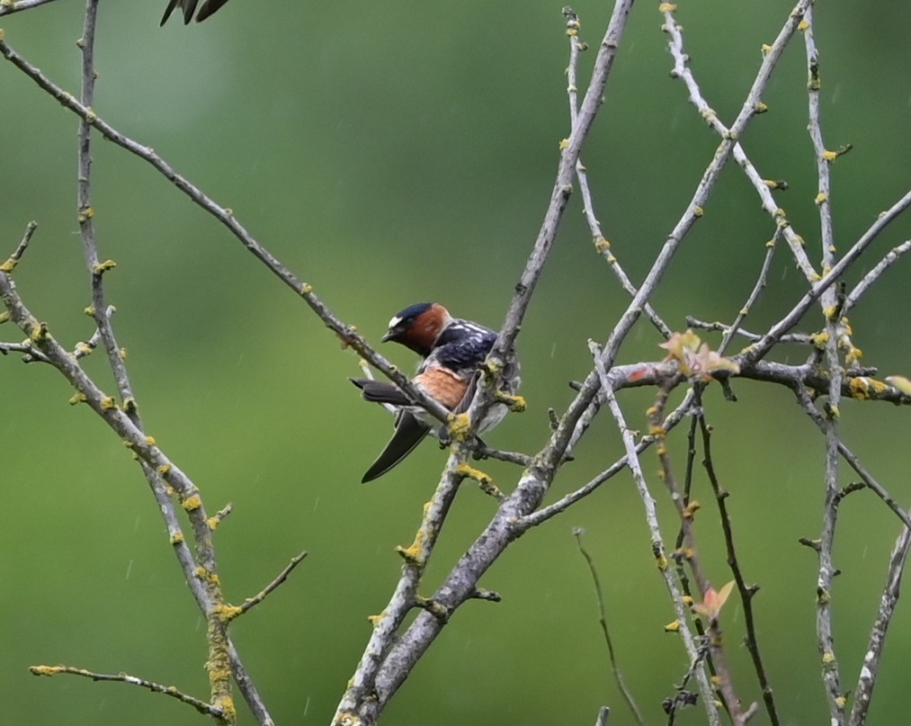 Cliff Swallow - Ralph Erickson