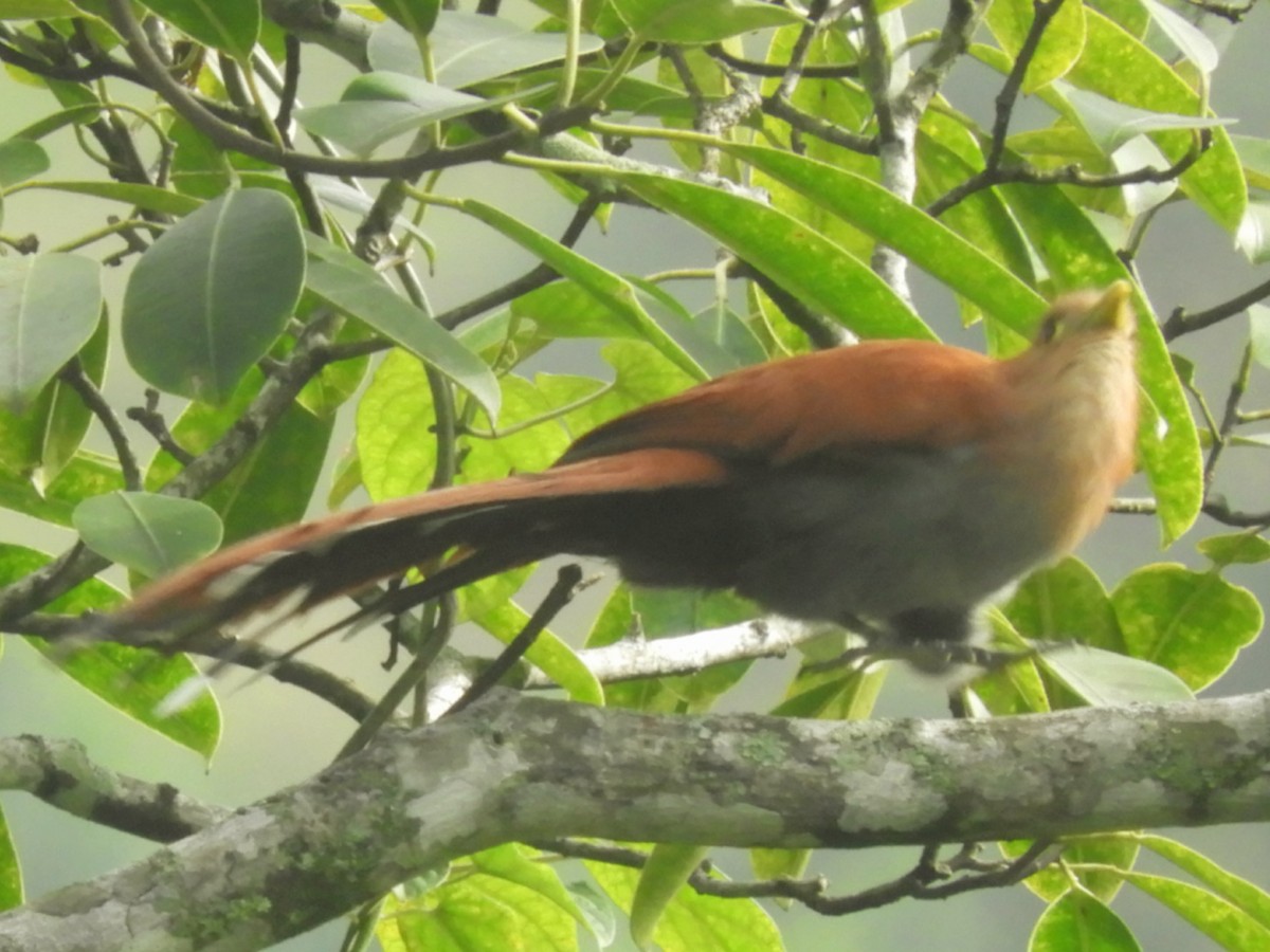 Squirrel Cuckoo - Juan Delgado