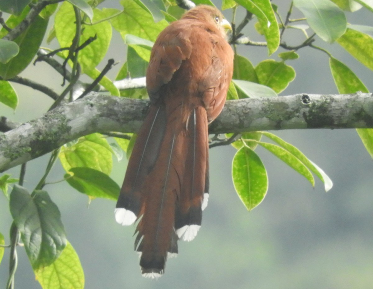 Squirrel Cuckoo - Juan Delgado