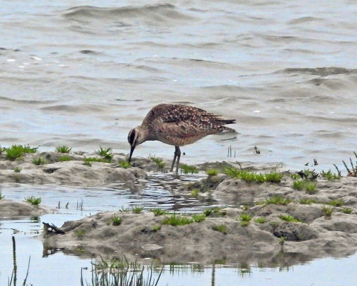 Whimbrel - Jock McCracken