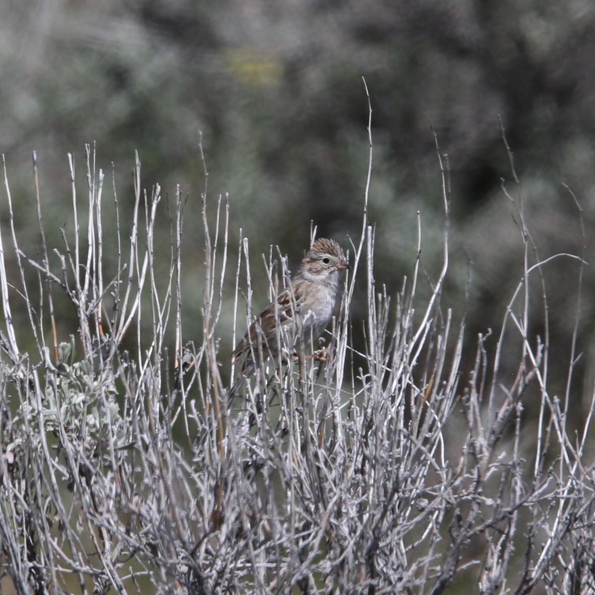 Brewer's Sparrow - ML619543505