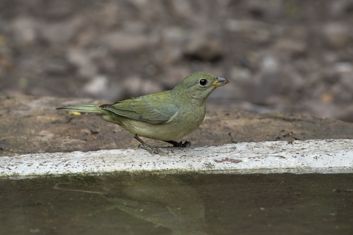 Painted Bunting - Mickie V