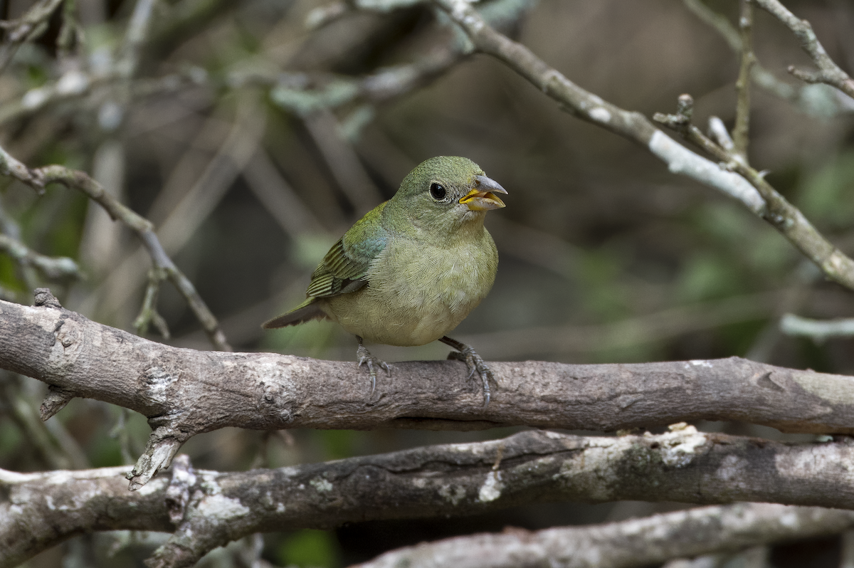 Painted Bunting - Mickie V