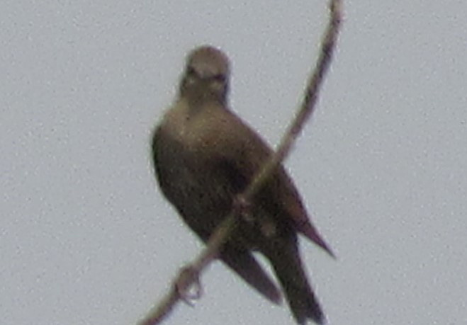 European Starling - Twylabird Jean