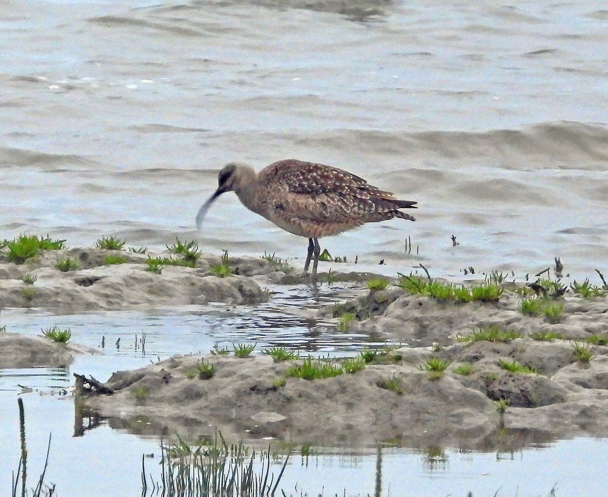 Whimbrel - Jock McCracken