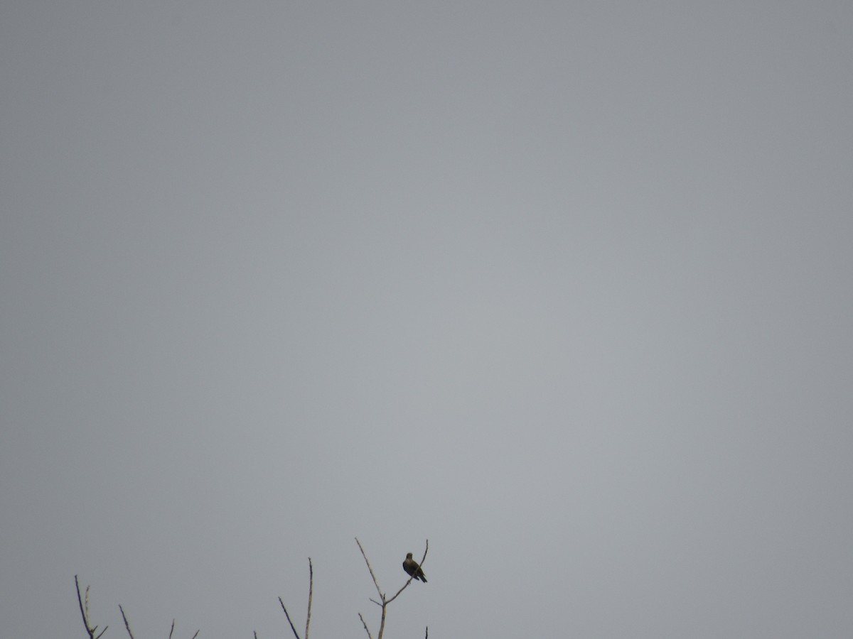 European Starling - Twylabird Jean