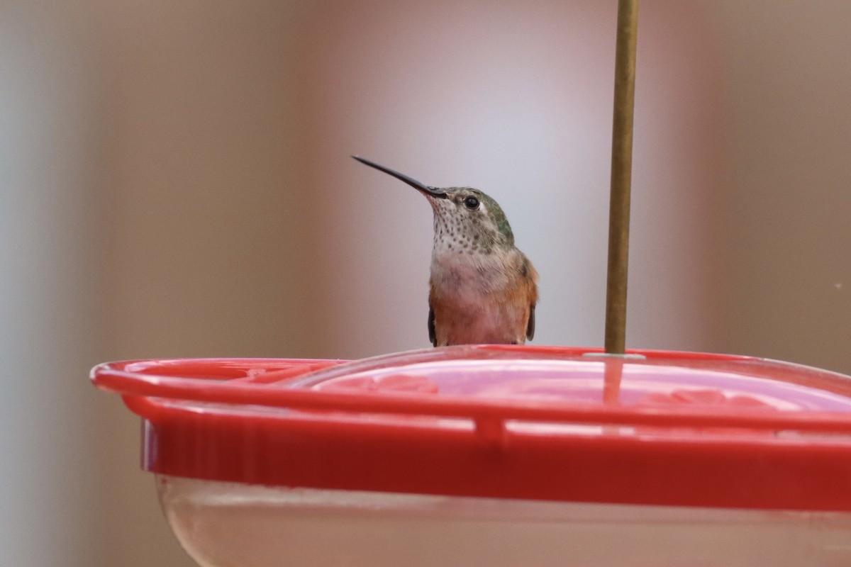 Broad-tailed Hummingbird - Nat Smale