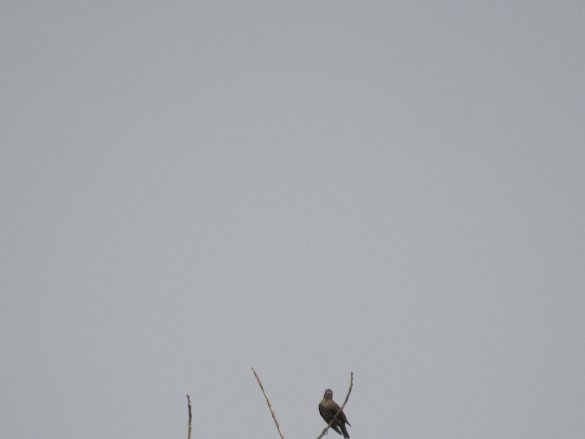 European Starling - Twylabird Jean