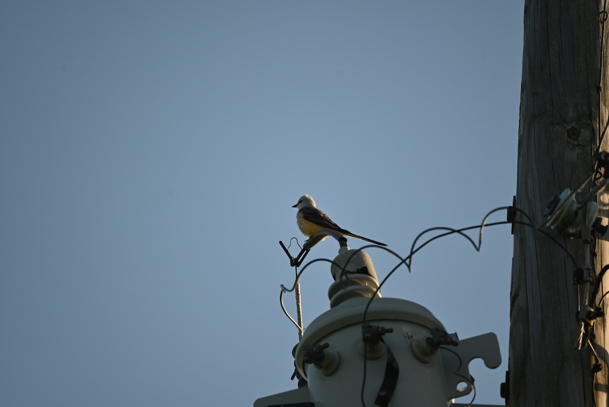 Scissor-tailed Flycatcher - Zach and Sarah M