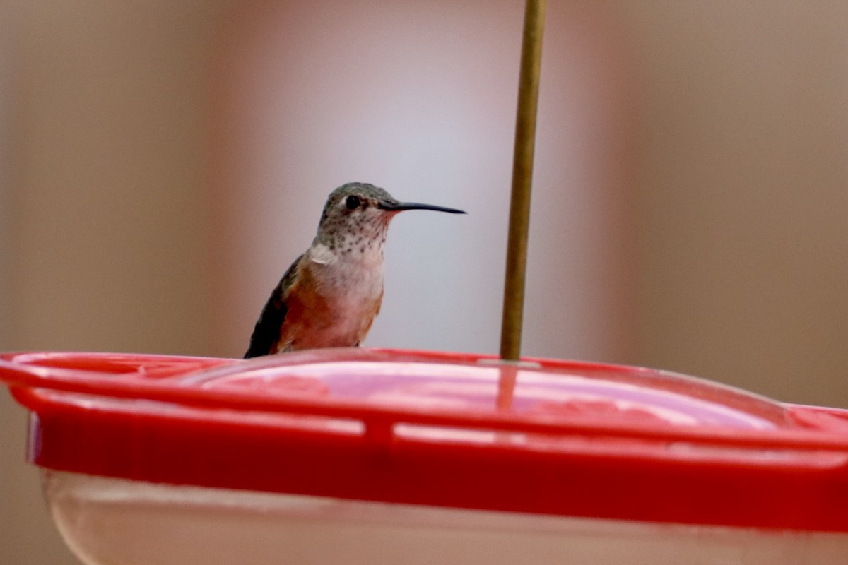 Broad-tailed Hummingbird - Nat Smale