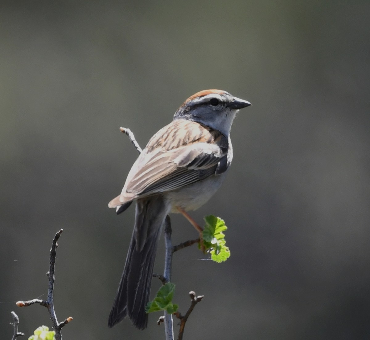 Chipping Sparrow - Kelli O'Neill