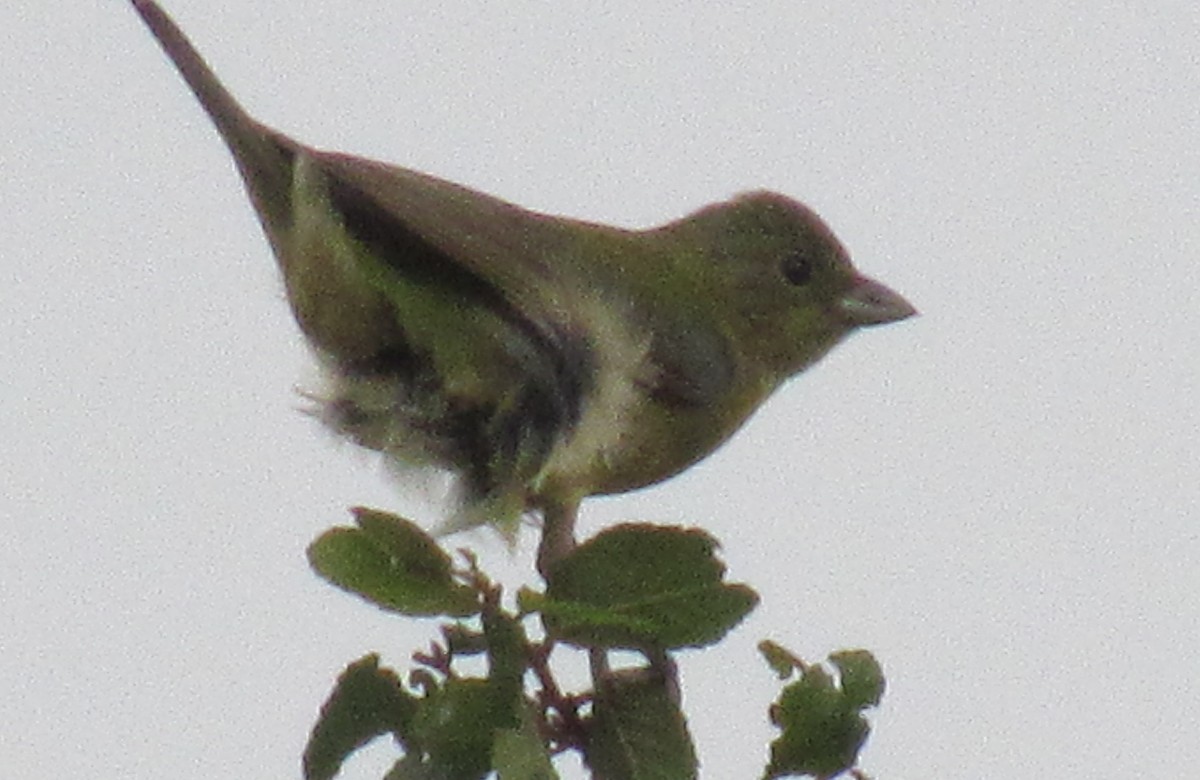 Painted Bunting - Twylabird Jean