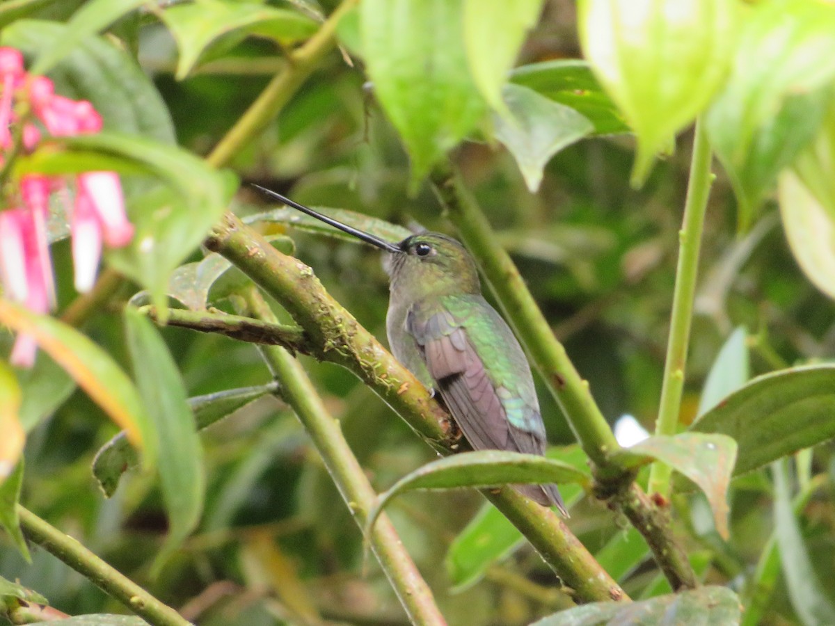 Green-fronted Lancebill - Juan Alejandro Gil Grajales