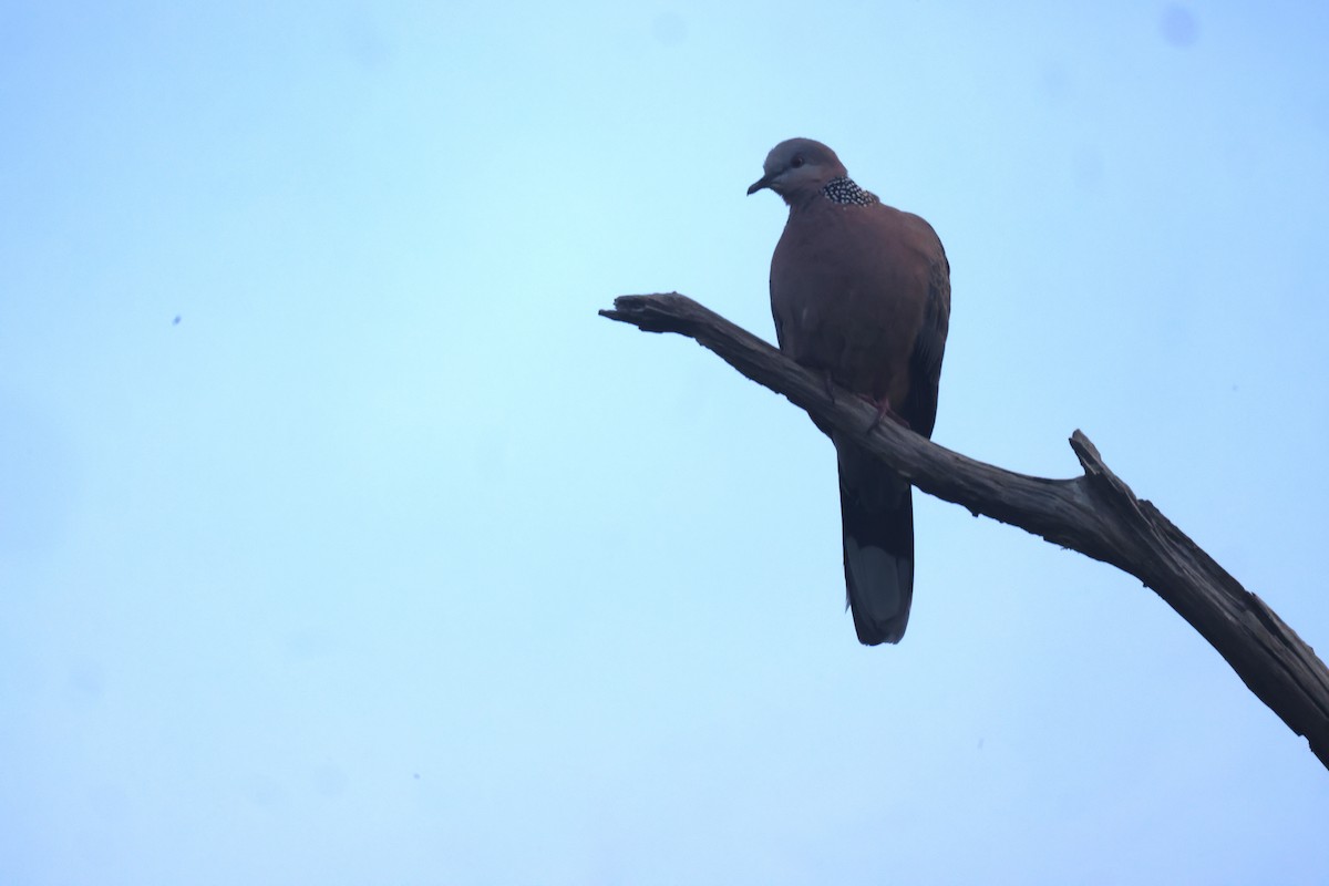 Spotted Dove - GEOFFREY SHINKFIELD
