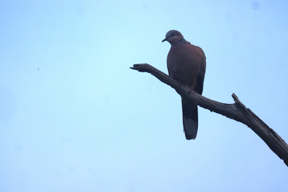 Spotted Dove - ML619543534