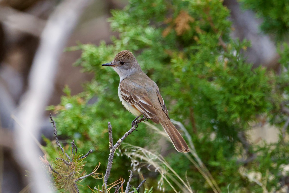 Ash-throated Flycatcher - Bill Schneider