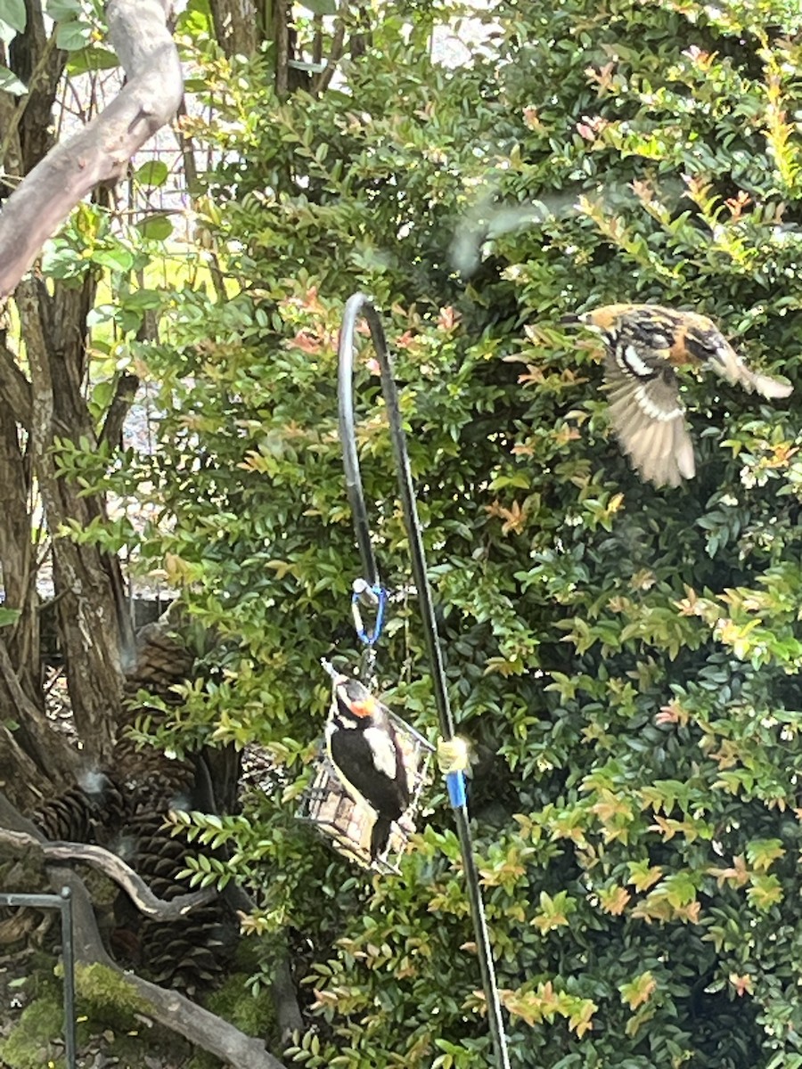 Black-headed Grosbeak - Tim Rodenkirk