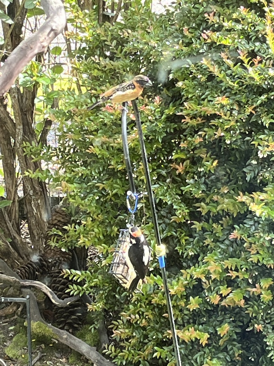 Black-headed Grosbeak - Tim Rodenkirk