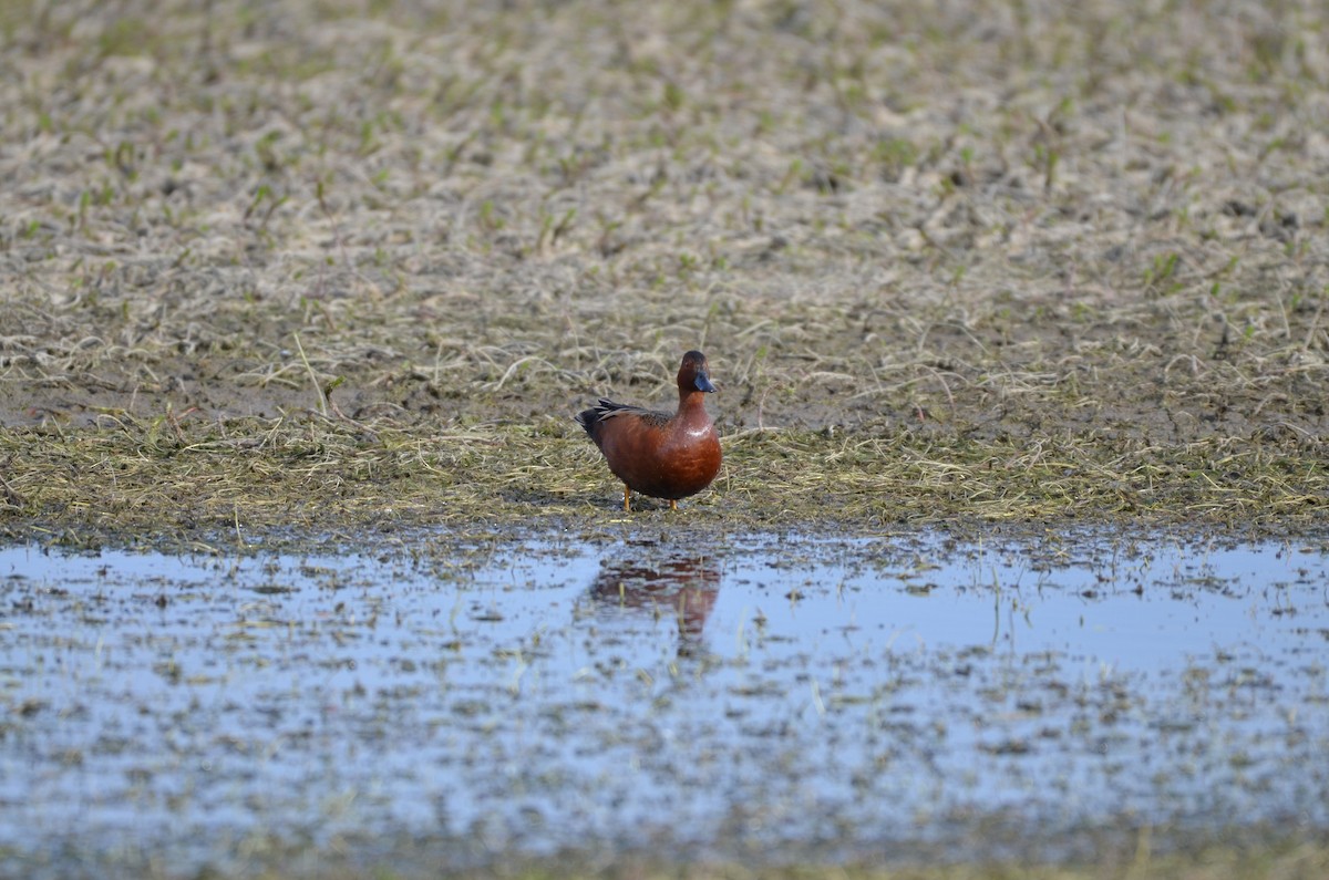 Cinnamon Teal - Carmen Tavares