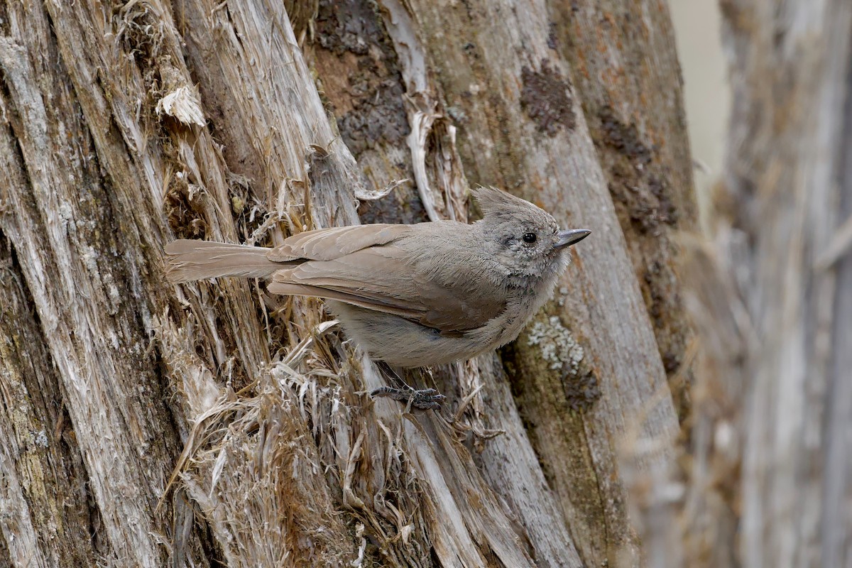 Juniper Titmouse - Bill Schneider