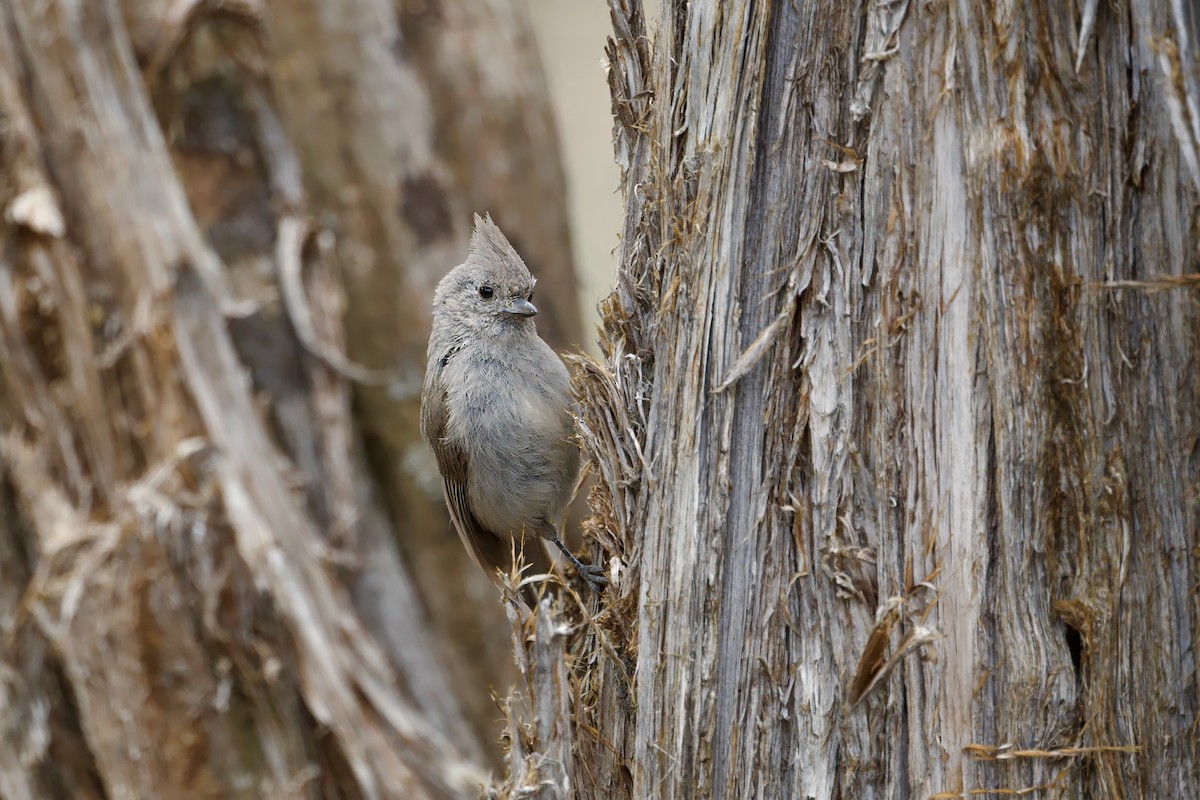 Juniper Titmouse - Bill Schneider