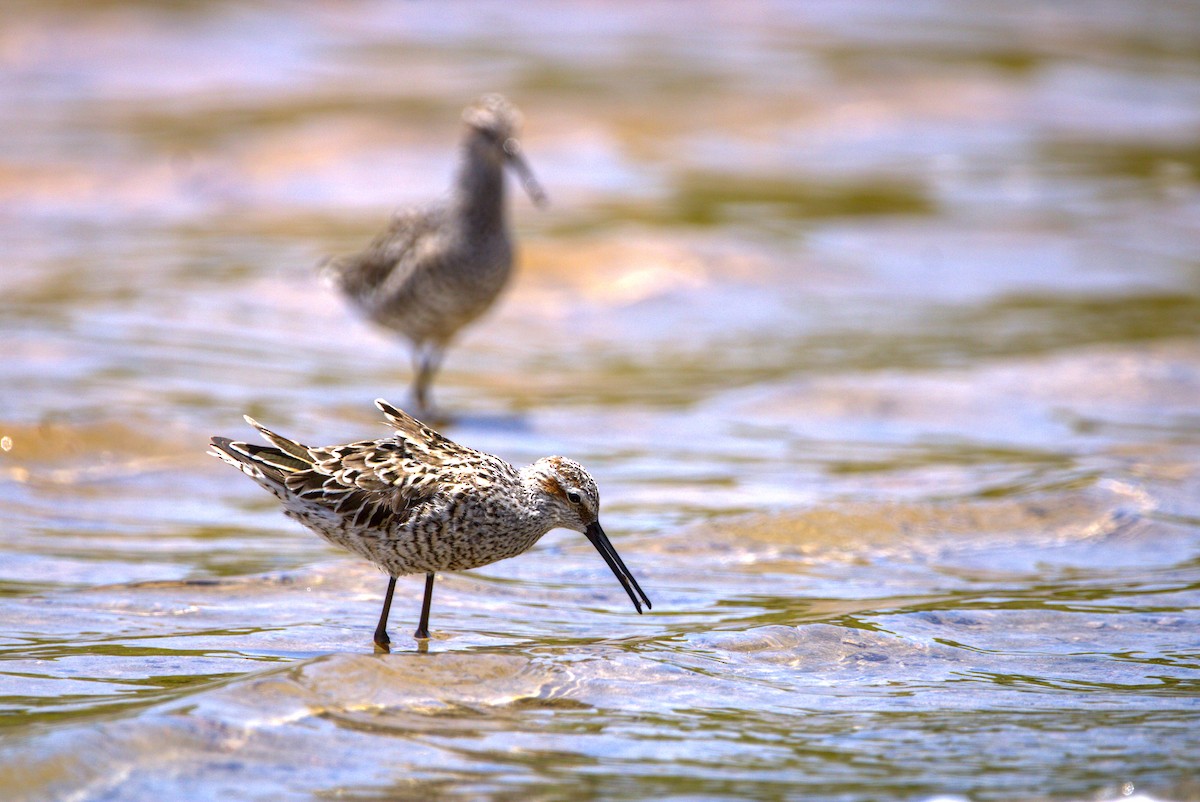 Stilt Sandpiper - Mattéo Antoine