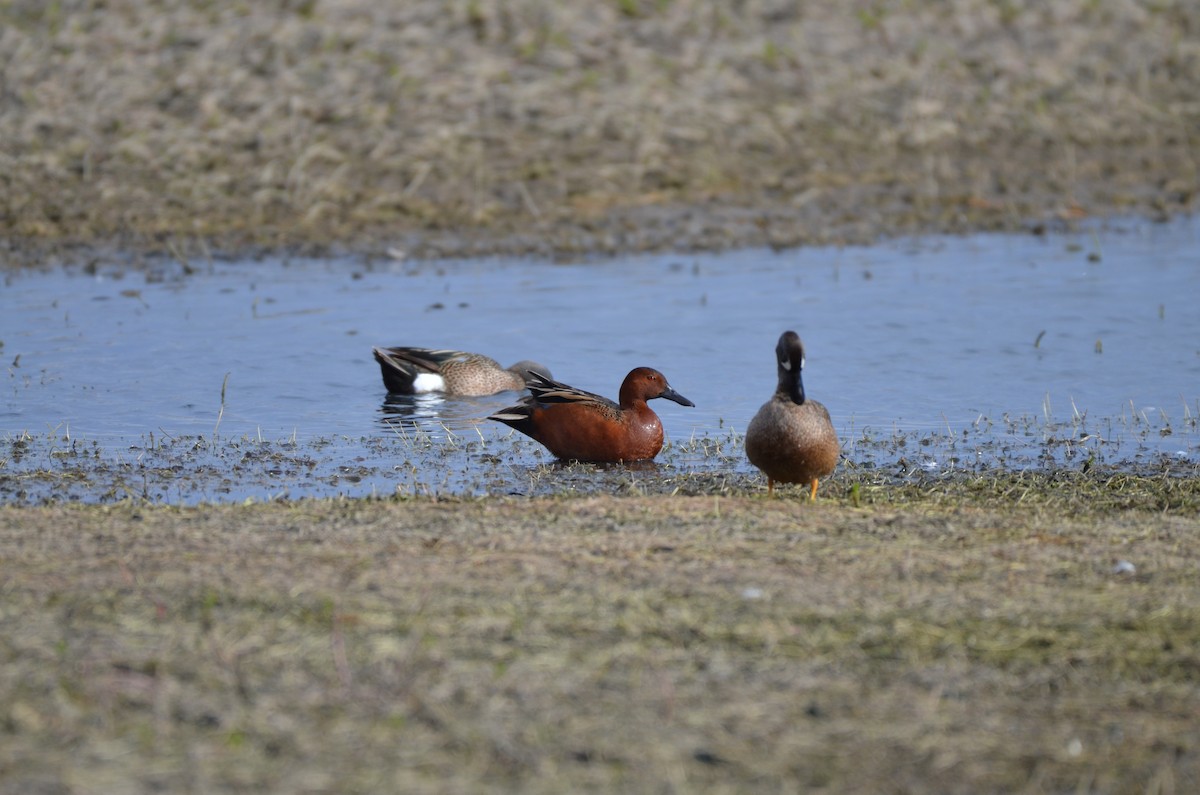 Cinnamon Teal - Carmen Tavares