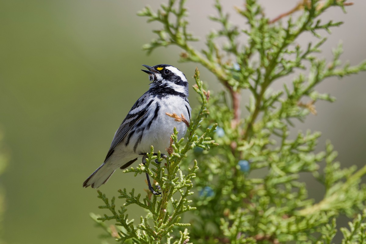 Black-throated Gray Warbler - Bill Schneider