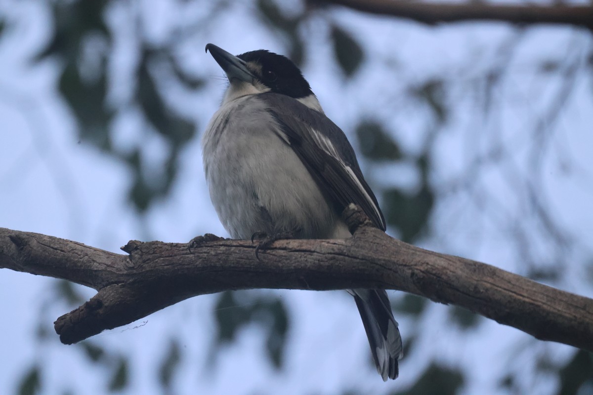 Gray Butcherbird - GEOFFREY SHINKFIELD