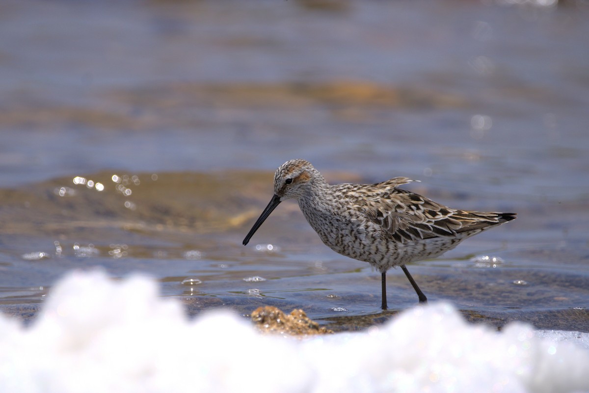 Stilt Sandpiper - Mattéo Antoine