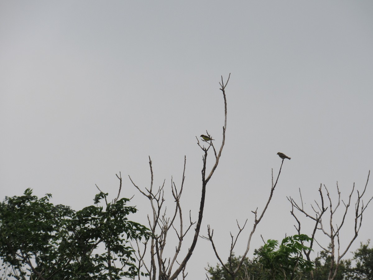 Lesser Goldfinch - ML619543562