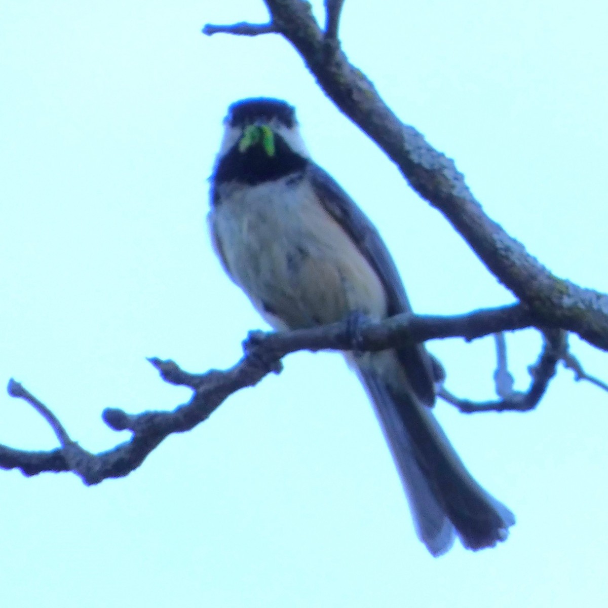 Black-capped Chickadee - Sarah Bowman