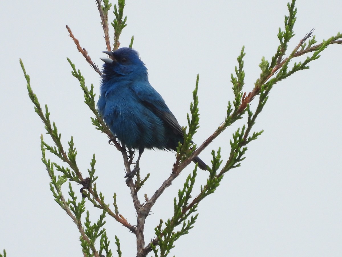 Indigo Bunting - Fannie Courtier