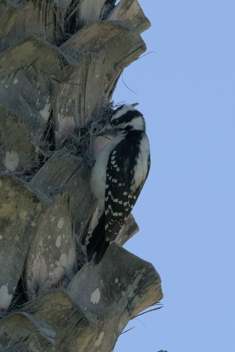 Downy Woodpecker - Cat Zoroark