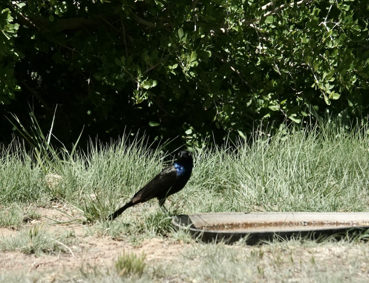 Common Grackle - Jo March