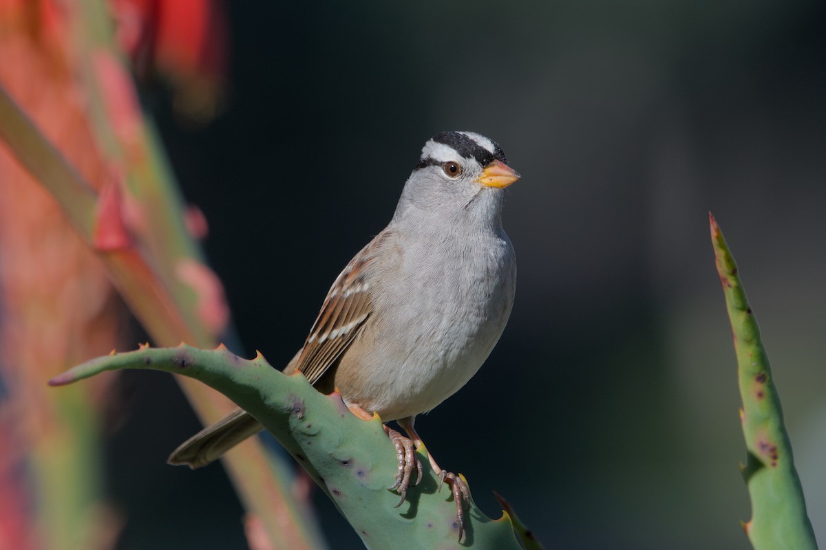 White-crowned Sparrow - ML619543585
