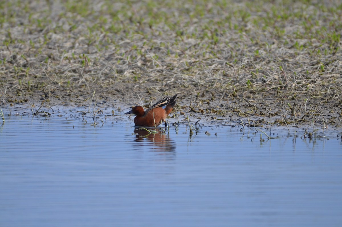 Cinnamon Teal - Carmen Tavares