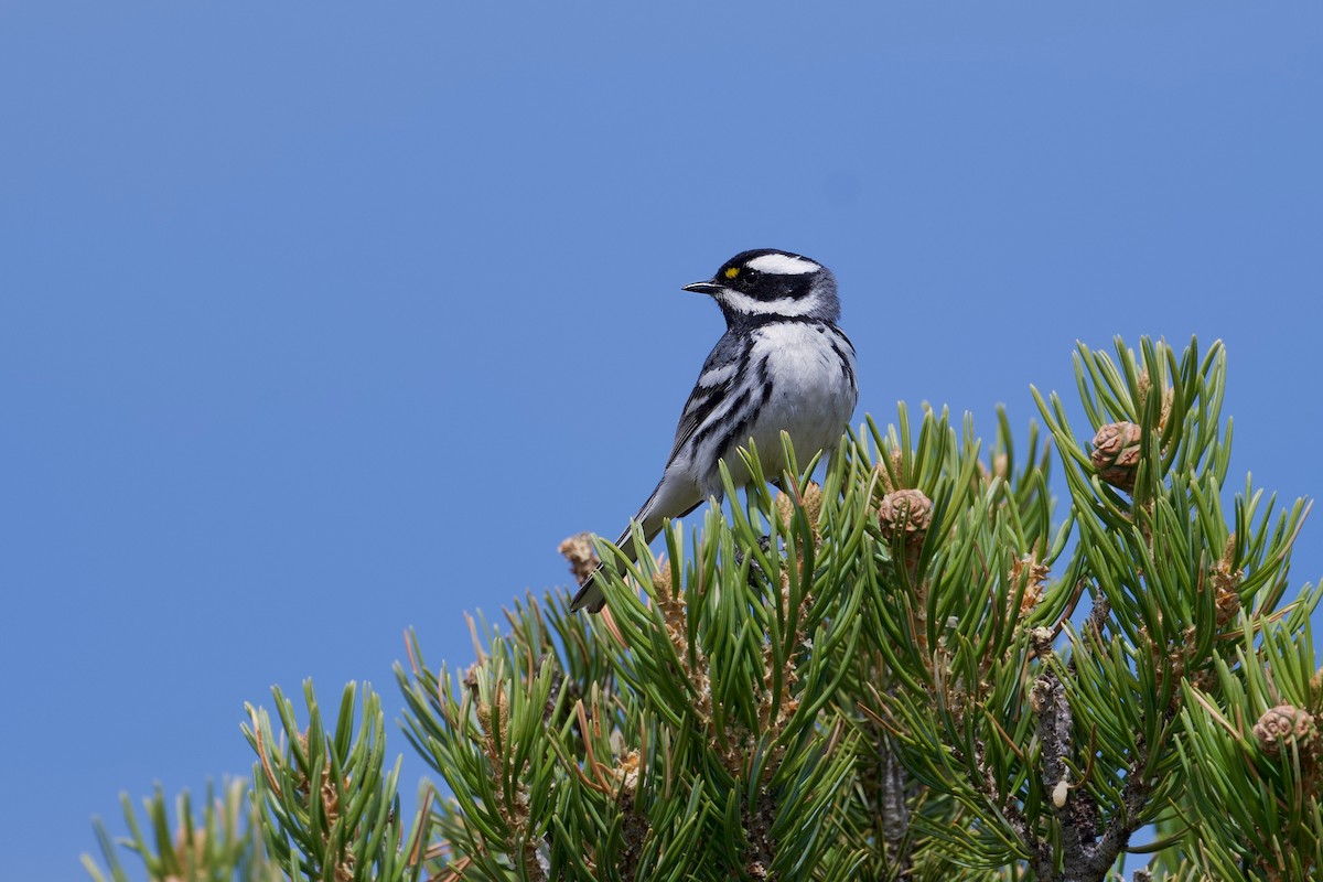 Black-throated Gray Warbler - Bill Schneider