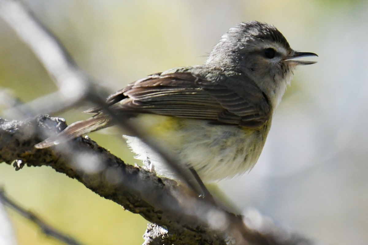 Warbling Vireo - ML619543594