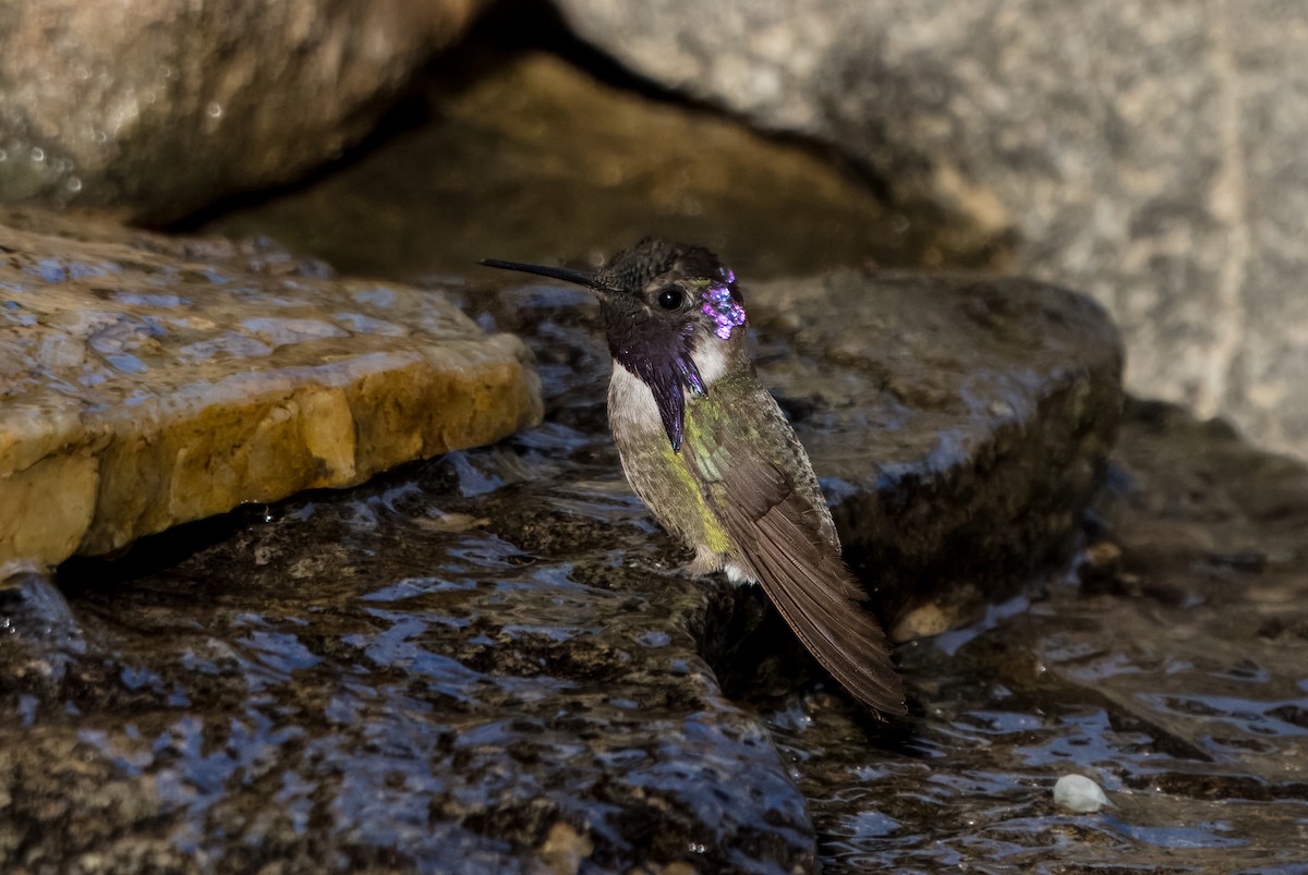 Costa's Hummingbird - Daniel Ward