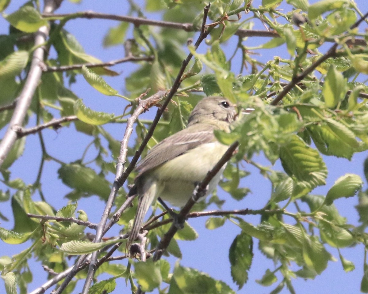 Bell's Vireo - Karl Overman