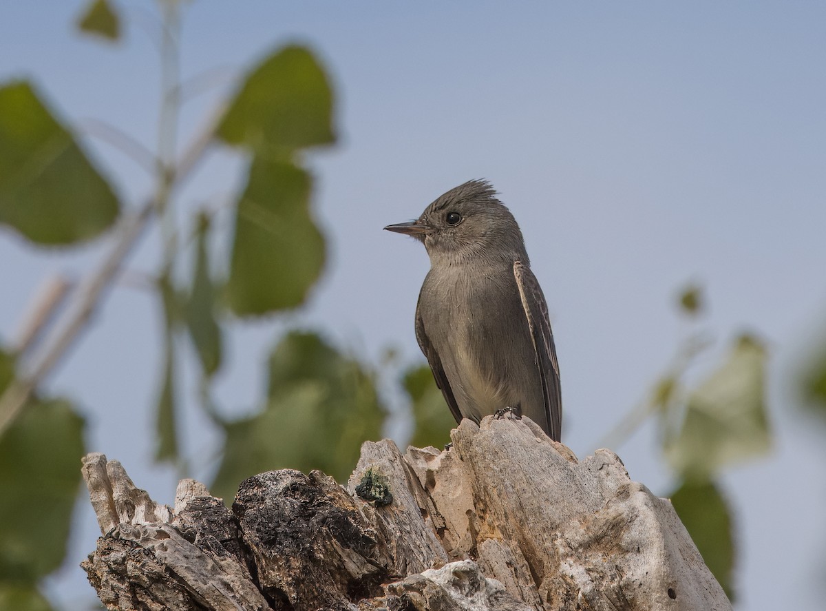 Western Wood-Pewee - Daniel Ward