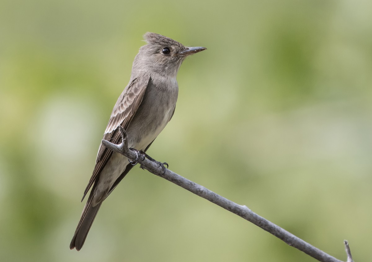 Western Wood-Pewee - Daniel Ward