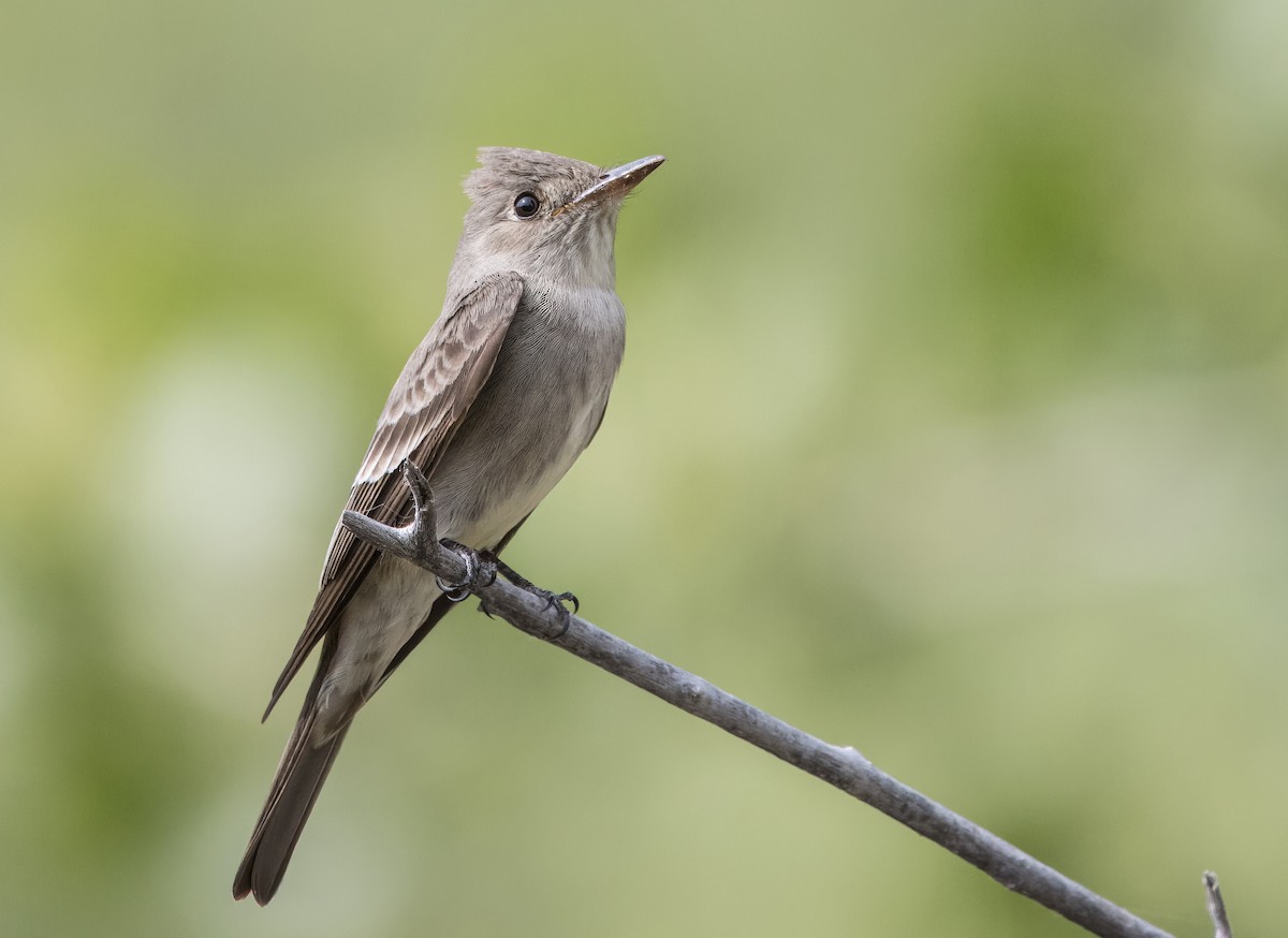 Western Wood-Pewee - Daniel Ward