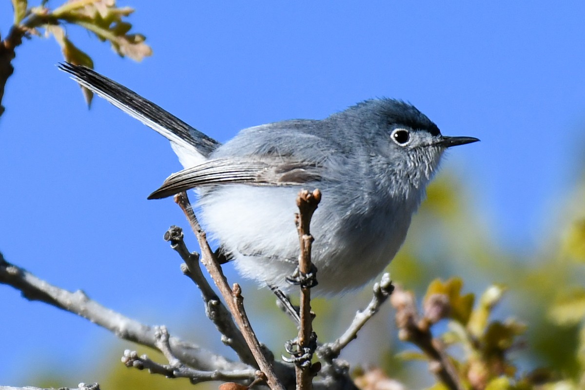 Blue-gray Gnatcatcher - ML619543605