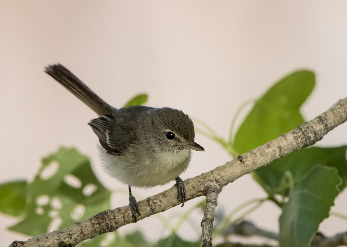 Bell's Vireo - Daniel Ward